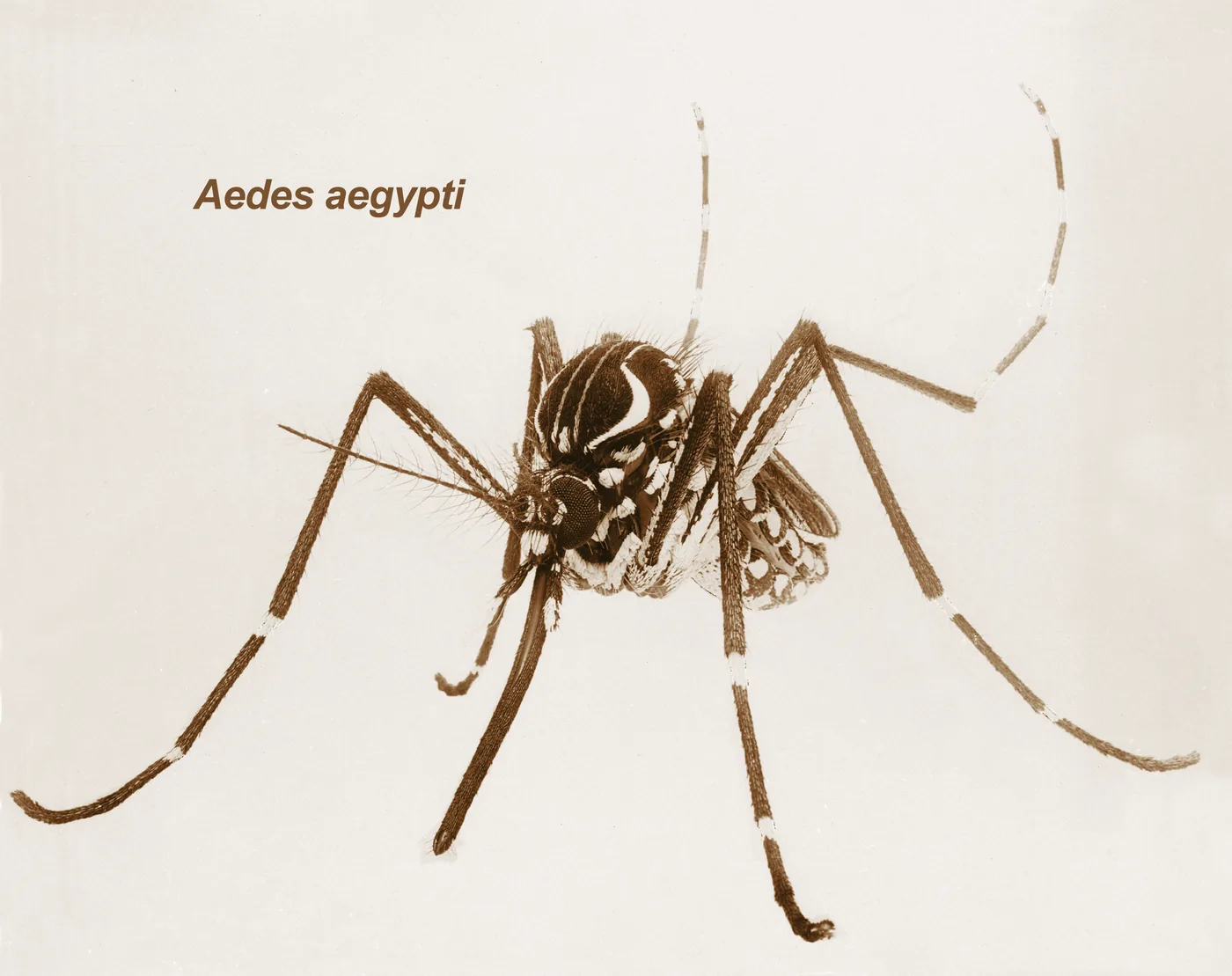 Adult Aedes aegypti mosquito seen from the front and side, showing the pale lyre-shaped marking on the top of the thorax and the black-and-white banded legs