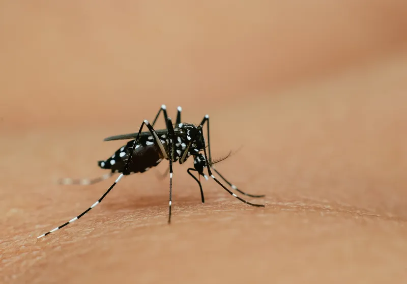 Asian tiger mosquito (Aedes albopictus)