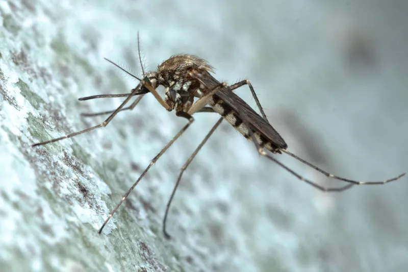 Aedes vexans adult mosquito