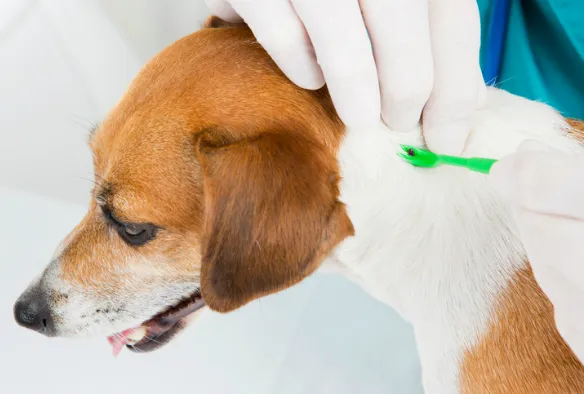 Dermacentor reticulatus tick on a dog showing attachment and feeding position