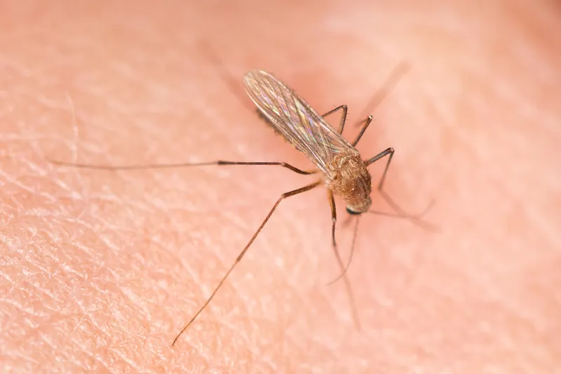 Culex modestus adult mosquito