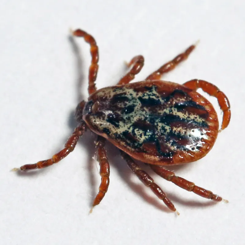 Adult Dermacentor reticulatus showing ornate pattern