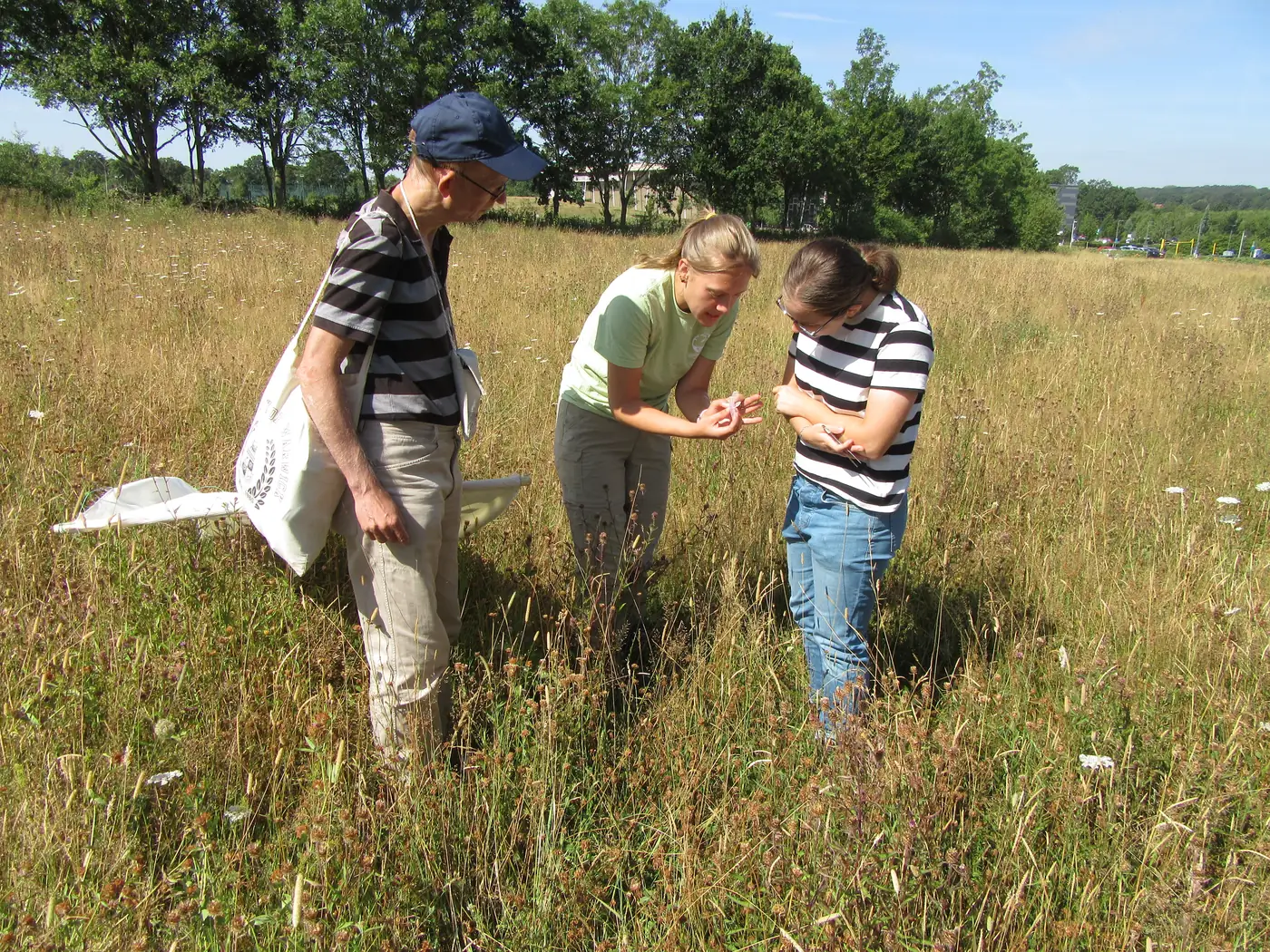 Three researchers in a flowering meadow examining something found on a tick drag