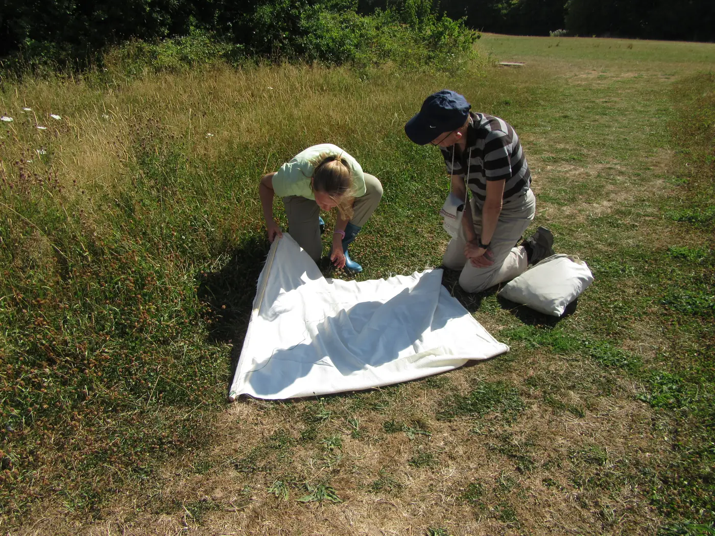 Two people laying a white drag cloth flat on the ground at the edge of long grass