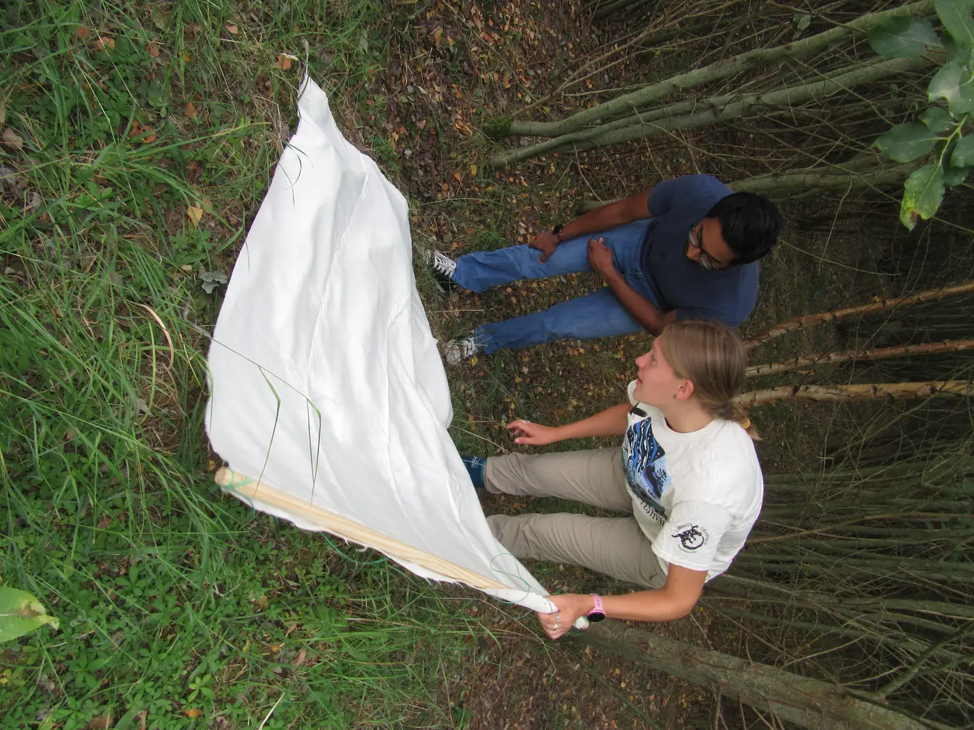 Two people working a drag cloth along a coppiced woodland edge, seen from above