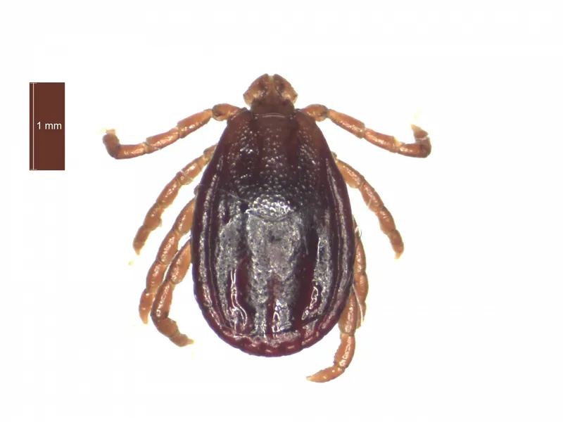 Adult Haemaphysalis punctata female dorsal view