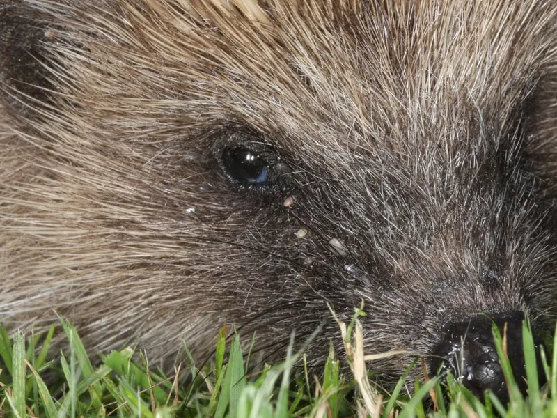 Hedgehog with tick