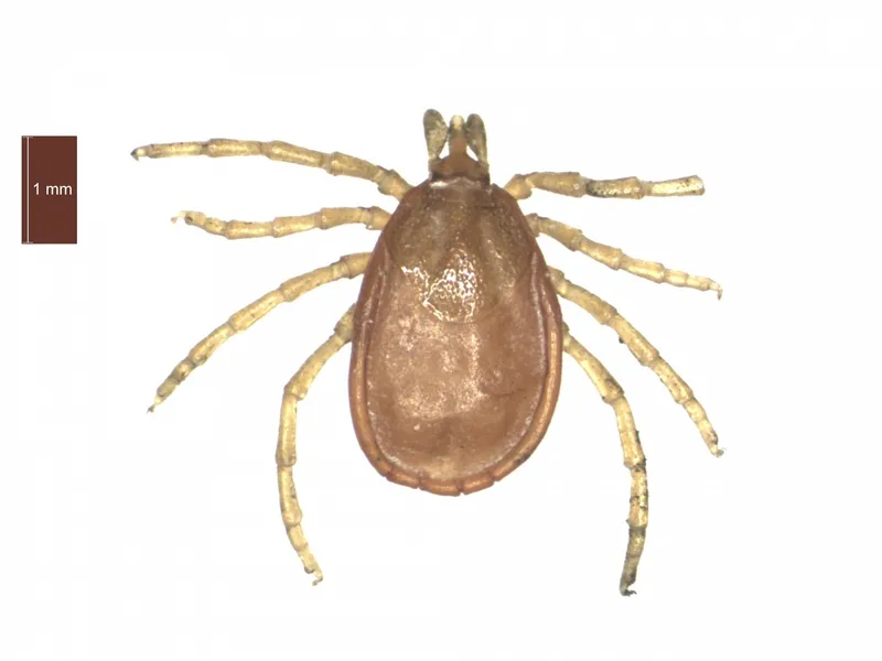 Adult Ixodes hexagonus female