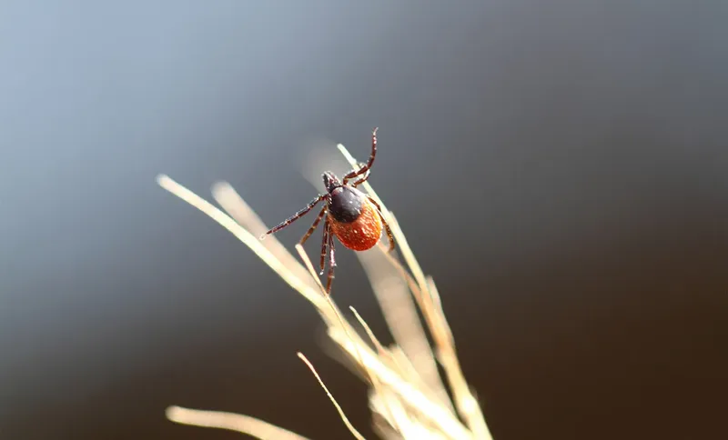 Ixodes ricinus questing on vegetation