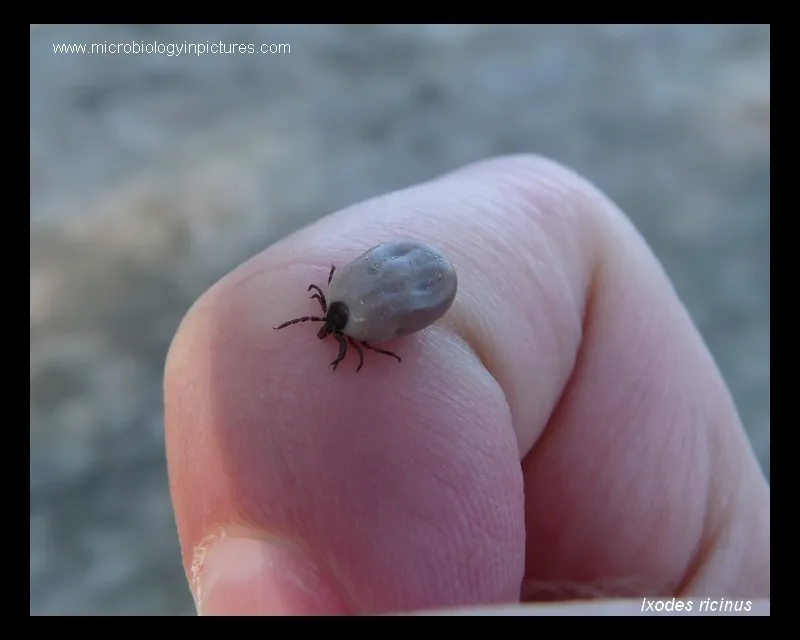 Engorged Ixodes ricinus tick