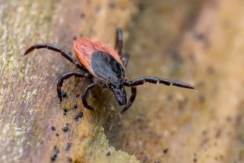Macro photo of Ixodes ricinus tick