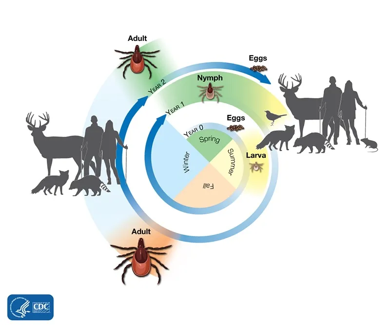 Tick life cycle diagram showing egg, larva, nymph, and adult stages