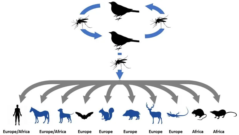 Usutu virus transmission cycle between birds and mosquitoes