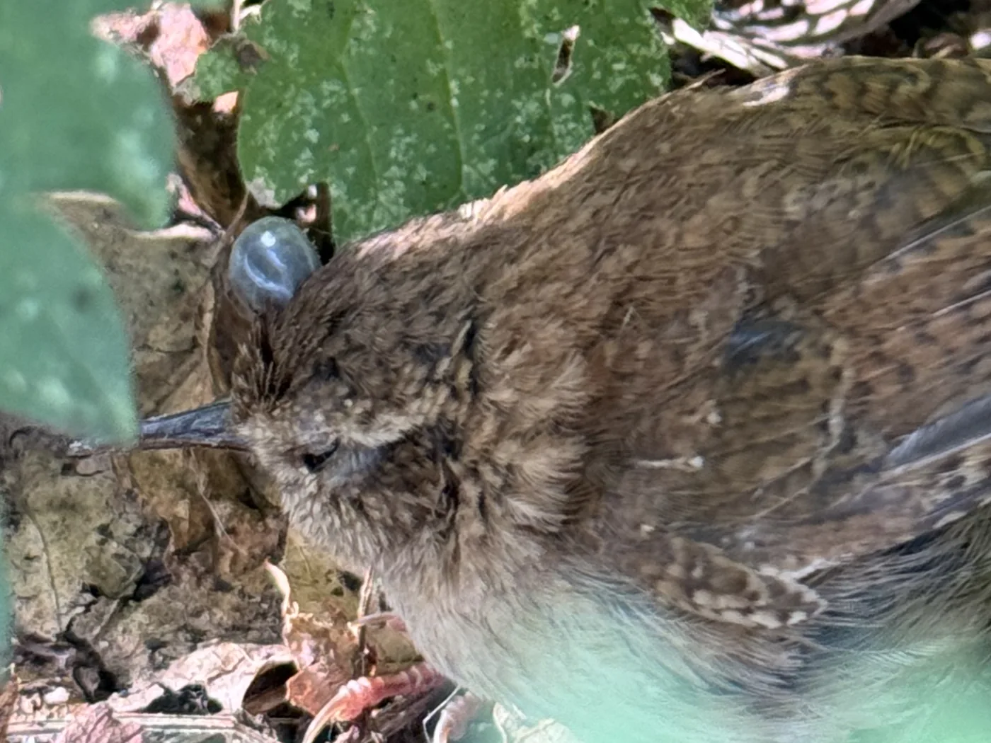 Close view of the same wren's head, showing a grey engorged tick attached to the crown above and in front of the eye
