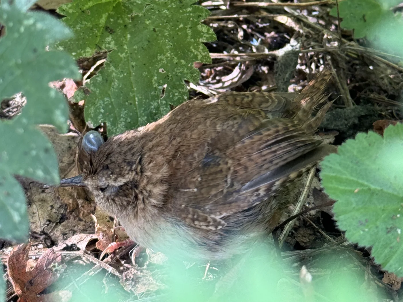 A fledgling wren standing among nettles and leaf litter, with a pale swollen tick on its head just above the eye