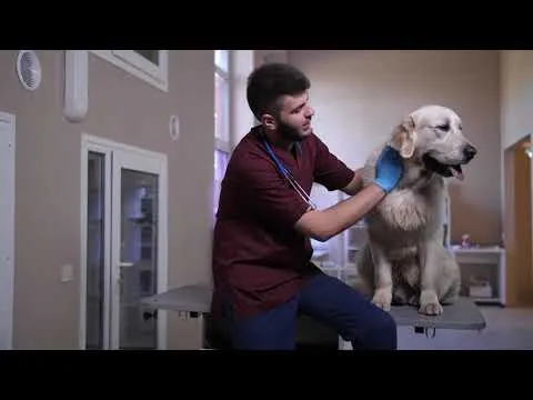 Video preview: canine babesiosis symptoms and what to do if you suspect infection