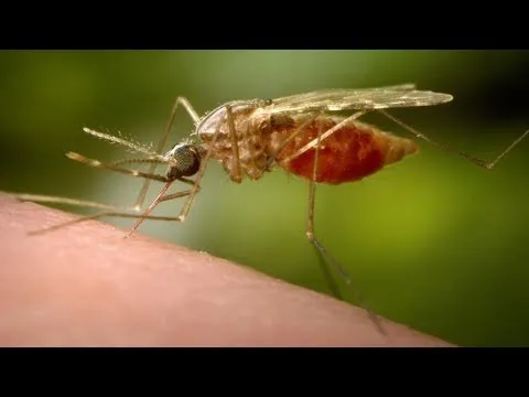 Video preview: mosquito bite prevention advice and common myth-busting
