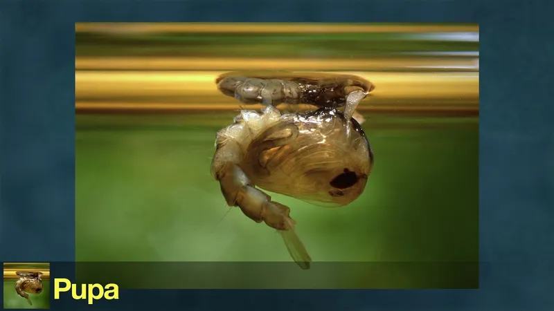 Mosquito life cycle video thumbnail